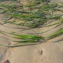 Seagrass at Auchencairn Bay.(2)